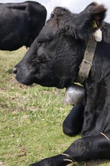 Fototapeta premium SONY DSC