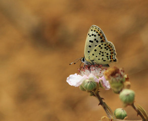butterfly on flower