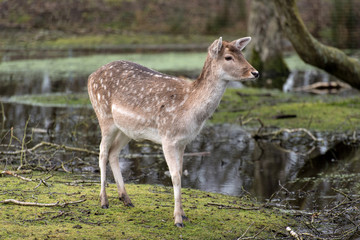 Deer in a swamp landscape in Germany