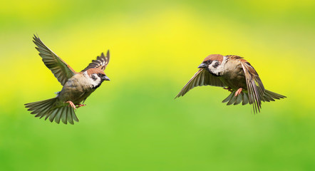 two small Sparrow birds fly wide apart wings meet each other in a Sunny garden