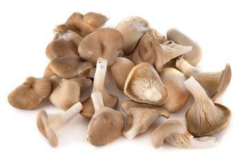pleurotus in studio