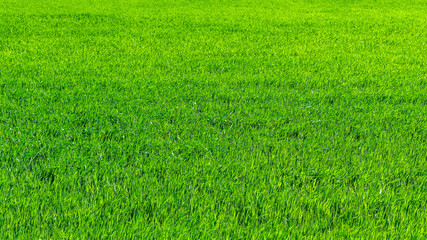 Obraz na płótnie Canvas Regenerative Agriculture, Holistic Management, farming problem concept. Green wheat field background, grasslands