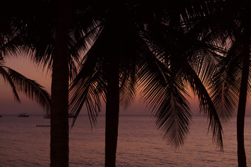 Fototapeta premium Palm trees silhouette on sunset background at the sea. Tropical evening.