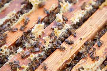 Close up view of the bees swarming on a honeycomb..