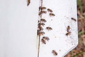 Plenty of bees at the entrance of white beehive in apiary..