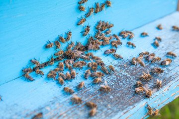 Swarming bees at the entrance of light blue beehive in apiary..