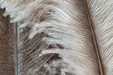 Two long ostrich birds feathers lines macro