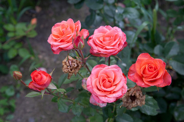 Beautiful rose bush growing in the garden.