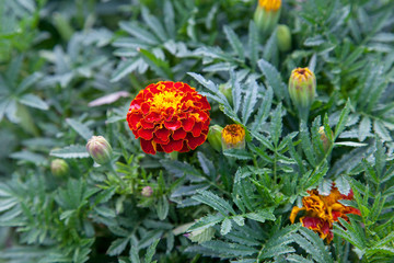 Close-up of beautiful marigold blossom, french marigold's flower, Tagetes patula. Tagetes garden flower.