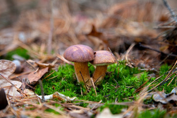 Double mushroom imleria badia commonly known as the bay bolete or boletus badius growing in pine tree forest..