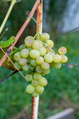 Bunch of green grapes in the garden