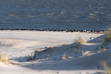 Birds on North Frisian island beach of Amrum in Germany