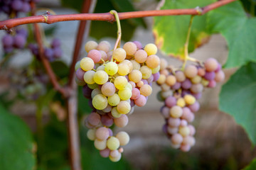 Bunch of grapes with pink and green berries in the garden.