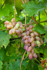 Bunch of pink grapes with big berries in the garden.