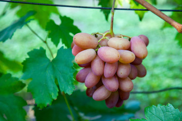 Bunch of pink grapes with big berries in the garden.