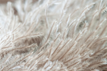 Little soft ostrich bird light warm feathers with fur hairs