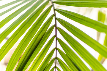 Green leaves pattern background, Natural background palm tree leaves