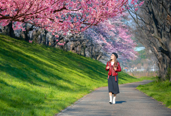 Asian women look at cherry blossoms in a park, a romantic walkway with cherry blossoms in Japan.