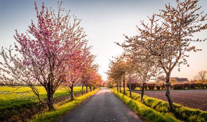 Naklejka premium Kirschblütenallee