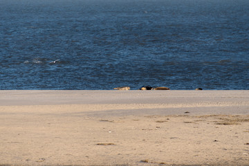 Fototapeta na wymiar Seals on the Beach of Amrum in Germany