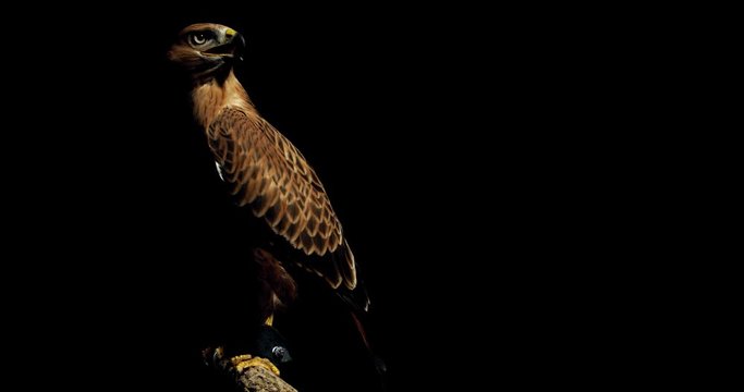 Big hawk is sitting on a branch and swinging its head, wild predatory bird, 4k