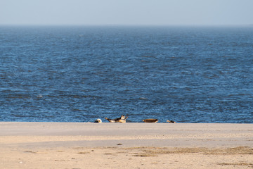 Seals on the Beach of Amrum in Germany