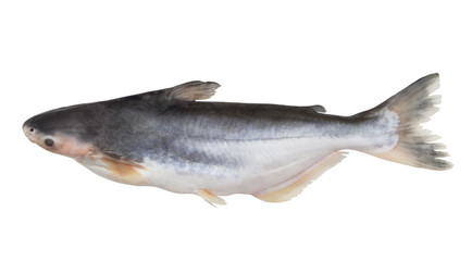 Fresh pangasius fish isolated