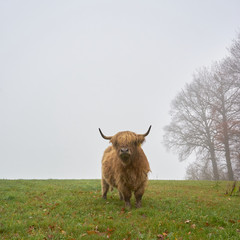 cow in the field