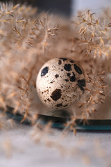 Obraz premium quail eggs on wooden background