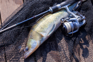 Freshwater zander and fishing equipment lies on wooden background..
