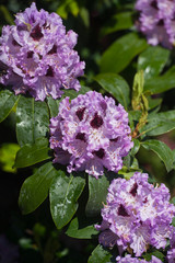 Fototapeta premium Full bloom hybrid purple Pontic Rhododendron (Rhododendron ponticum) in springtime which is evergreen shrub has pretty cluster of large flower use as landscaped ornamental plan.