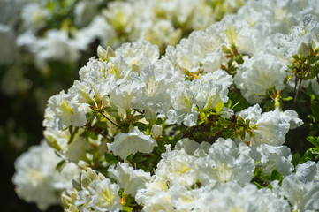 Full bloom hybrid Pontic Rhododendron (Rhododendron ponticum) in springtime which is evergreen shrub has pretty cluster of large flower use as landscaped ornamental plan.