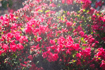 Full bloom hybrid Pontic Rhododendron (Rhododendron ponticum) in springtime which is evergreen shrub has pretty cluster of large flower use as landscaped ornamental plan.