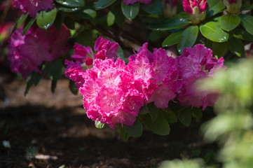 Full bloom hybrid Pontic Rhododendron (Rhododendron ponticum) in springtime which is evergreen shrub has pretty cluster of large flower use as landscaped ornamental plan.