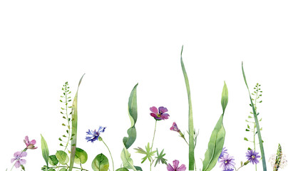 Background from wild watercolor carnations, cornflowers and other flowers on a white background