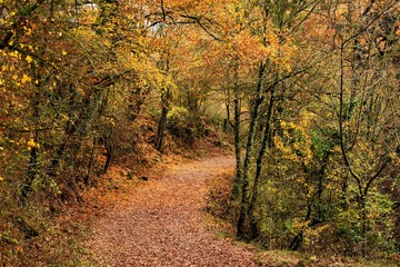 Naklejka premium Forest in autumn