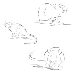 Contours of hand-drawn rats on a white background