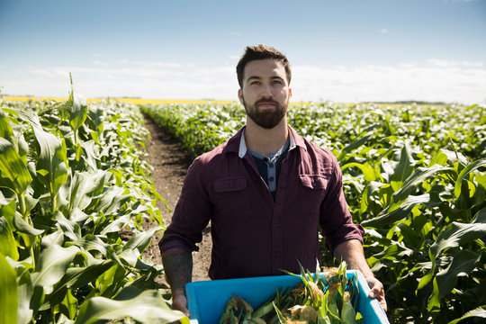 Portrait Confident Male Farmer Harvesting Corn On Sunny Farm