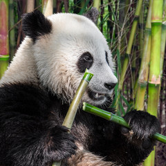 Two-year old giant panda (Ailuropoda melanoleuca) cub eating bamboo