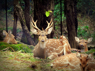Fototapety  The chital , also known as spotted deer, chital deer, and axis deer, is a species of deer that is native in the Indian subcontinent.