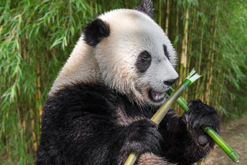Young two-year old giant panda cub eating bamboo