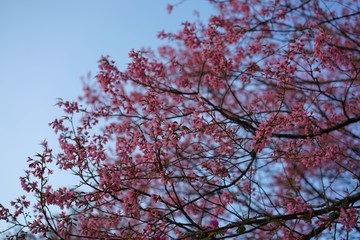 Prunus cerasoides tree in blossom