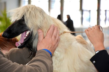 portrait of an afghan hound dog