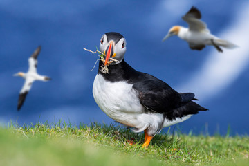Atlantic puffin and gannets flying by, Shetland, Scotland, UK