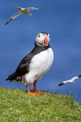 Atlantic puffin and gannets flying by, Shetland, Scotland, UK