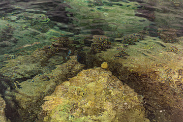 Background from stones under water seen from above.