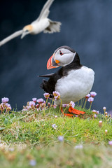 Atlantic puffin and gannet flying by, Shetland, Scotland, UK