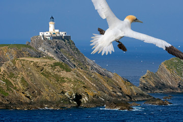 Fototapeta premium Northern gannet and Muckle Flugga lighthouse, Shetland, Scotland, UK