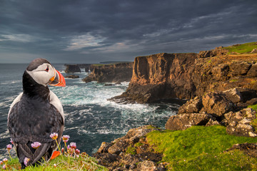 Puffin at Eshaness in Northmavine, Shetland, Scotland, UK