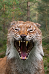 Hissing Eurasian lynx with flattened ears showing teeth and canines © Philippe
